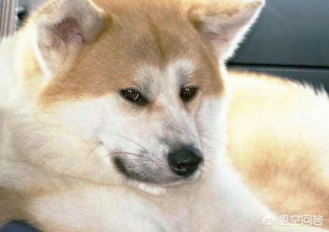 美国秋田犬性格及外型特征:如何区分柴犬与秋田犬的区别？