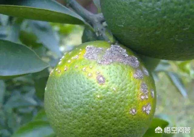 头条问答 柑橘灰霉病与蓟马的危害是怎样的 农事百态的回答 0赞