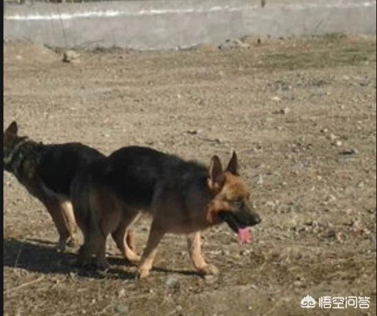 小德国牧羊犬图片:怎样挑选德国牧羊犬的幼崽？ 小德国牧羊犬图片大全