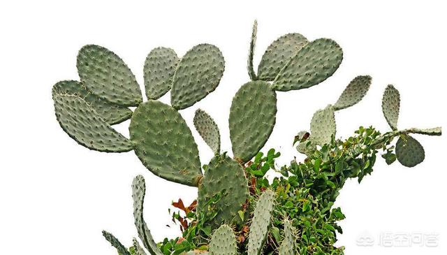 耗子药(耗子药能吃死人吗)