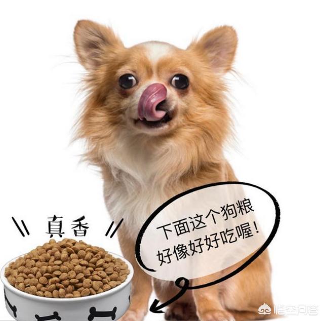 改变世界的犬类视频:养柯基会让你做出什么改变？