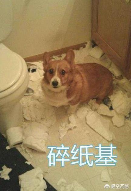 改变世界的犬类视频:养柯基会让你做出什么改变？