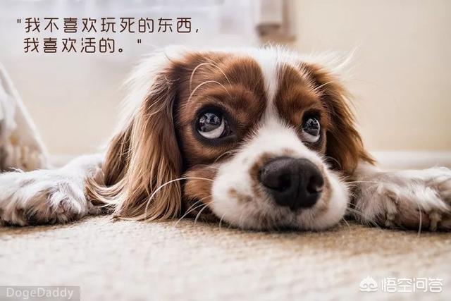 泰迪乱咬牵引绳:养了只泰迪，在饲养2年后，突然频频咬人，该不该送走呢？