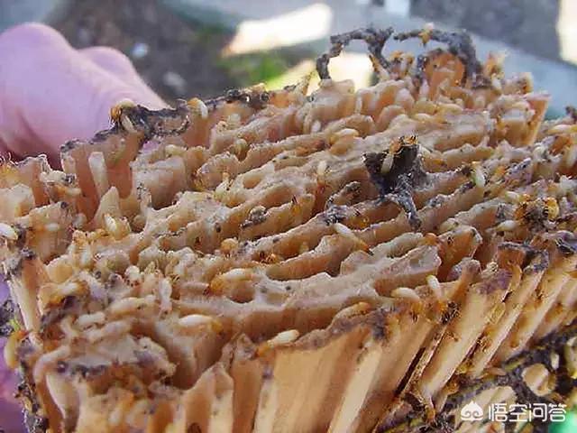 新野白蚁怎么消灭才干净电话:家中有白蚁，用灭蚊药不能除尽，有什么方法消灭它？