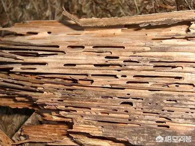 新野白蚁怎么消灭才干净电话:家中有白蚁，用灭蚊药不能除尽，有什么方法消灭它？