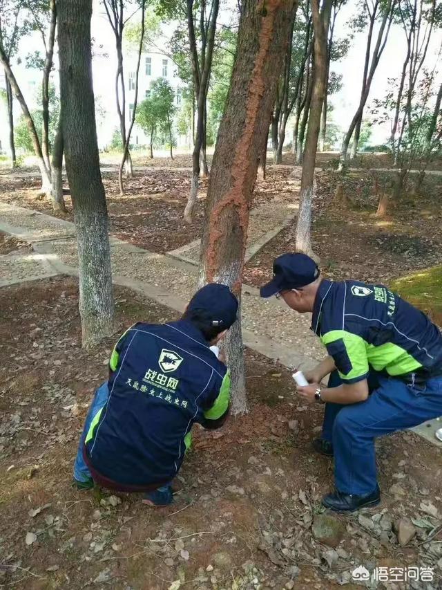 新野白蚁怎么消灭才干净电话:家中有白蚁，用灭蚊药不能除尽，有什么方法消灭它？