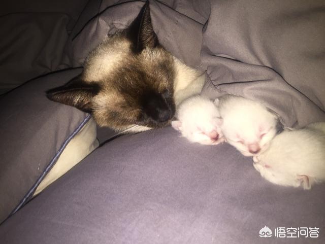 为什么晚上睡觉时猫咪总喜欢靠近自己的头，而且咕噜声还很大？插图13