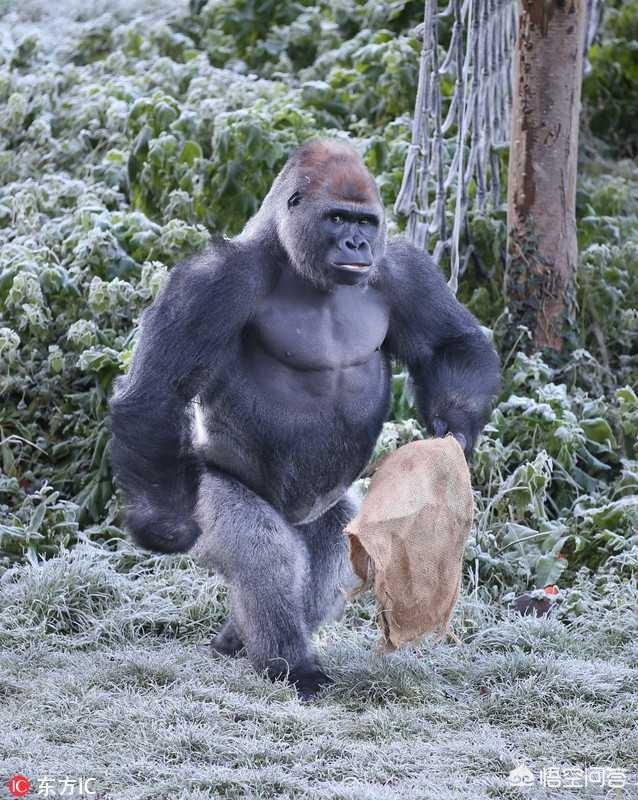 头条问答 - 在体重相同的情况下,人类有可能徒手战胜一只银背大猩猩吗