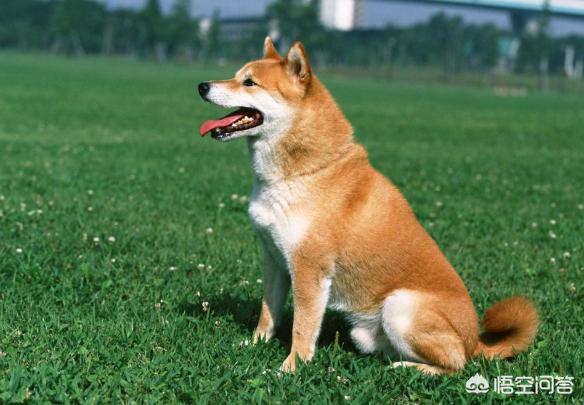 头条问答 狗有多久的寿命 狗的岁数大了该如何处理 7个回答