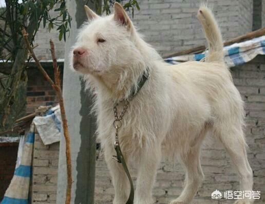 中国猎犬论坛:面对国外品种的狗入侵，中国土狗未来将走向何方？
