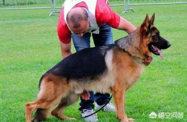 纯西德犬图片:我家狗狗为什么喜欢跟着主人上厕所？你们家的也是吗？