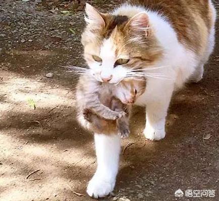 头条问答 大猫总往外叼小猫 是怎么回事 8个回答