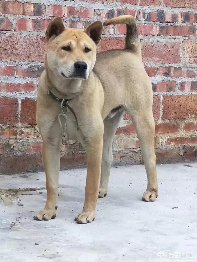 为什么有些城市禁止饲养中华田园犬？