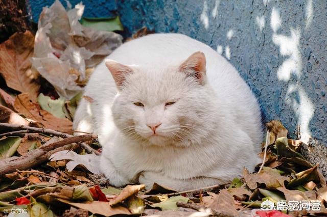 喜悦猫罐头是毒粮吗:猫咪每天都吃罐头，会导致掉毛吗？有何依据？