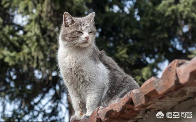 猫咪不乖by:小区阻止喂流浪猫而且要杀死流浪猫，怎么办？