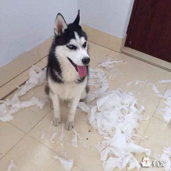 雪橇犬有几种犬:雪橇三傻指的是哪三种犬？ 雪橇犬是什么犬种