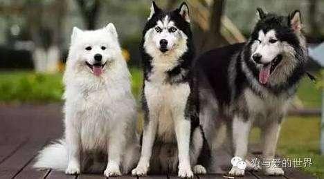 雪橇犬有几种犬:雪橇三傻指的是哪三种犬？ 雪橇犬是什么犬种