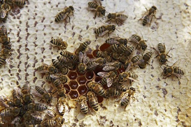 没有蜜蜂水果会消失吗，如果蜜蜂消失了，人类生活将会受到影响吗？