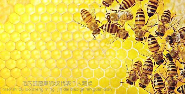 僵尸蜜蜂:为什么蜜蜂死后尸体会消失？