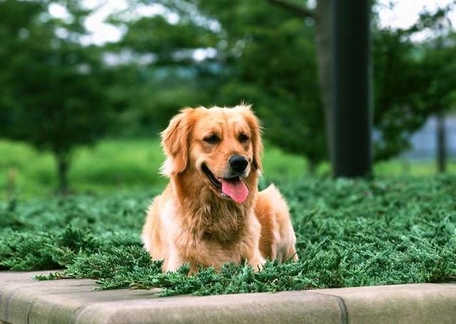 头条问答 被自家的小狗咬破一点皮 需要打狂犬疫苗么 翔视频的回答 0赞