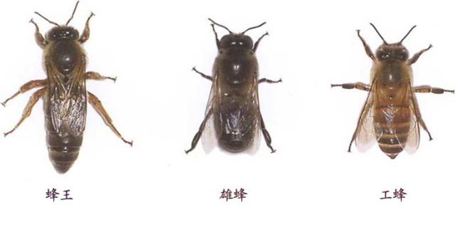 了解有关于蜜蜂的知识:了解更多关于蜜蜂的知识 蜜蜂里面的蜂王、蜂后、工蜂有什么区别？谁能普及下蜜蜂的知识？