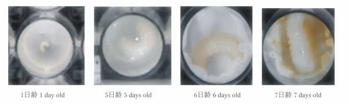 了解有关于蜜蜂的知识:了解更多关于蜜蜂的知识 蜜蜂里面的蜂王、蜂后、工蜂有什么区别？谁能普及下蜜蜂的知识？