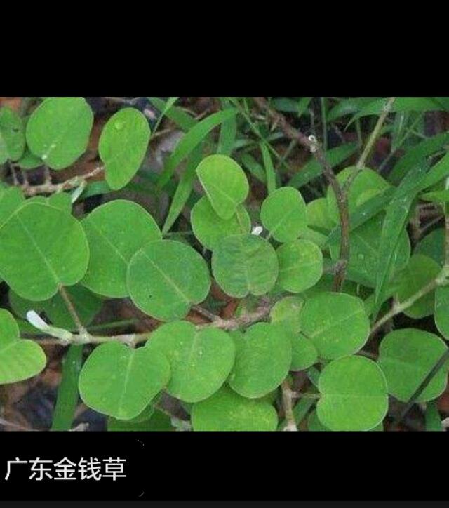 中药金钱草,广东金钱草与四川金钱草在性状上有哪些差异