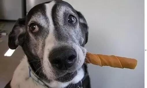 喂狗粮:狗不能吃人吃的饭是不是卖狗粮的阴谋？ 喂狗粮的正确方法
