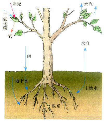 菠菜生长步骤图图片