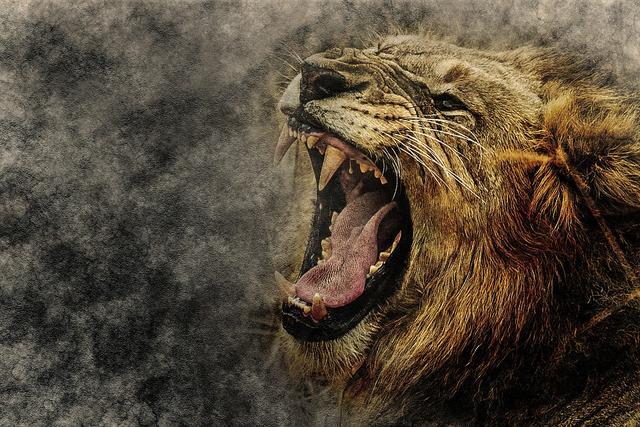 宠物猫科动物:老虎和狮子谁是最完美的猫科动物？