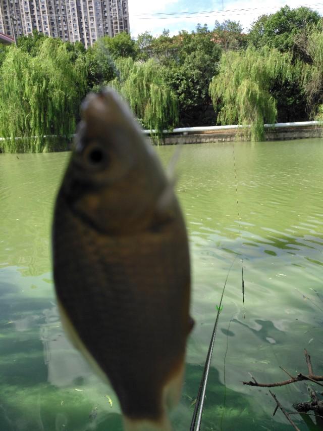 雷达鱼开口:雷达鱼开口饲料 窝打过了，鱼星很多就是不开口，应该怎么解决？