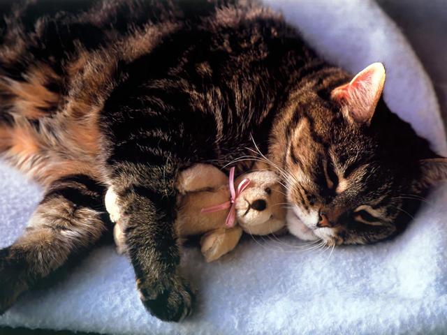 为什么晚上睡觉时猫咪总喜欢靠近自己的头，而且咕噜声还很大？插图36