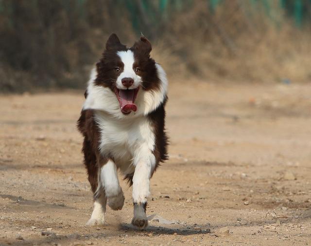 对于初学者来说边境牧羊犬好养么:想养一只边牧，请问有什么需要注意的地方吗？ 边境牧羊犬适合新手养吗