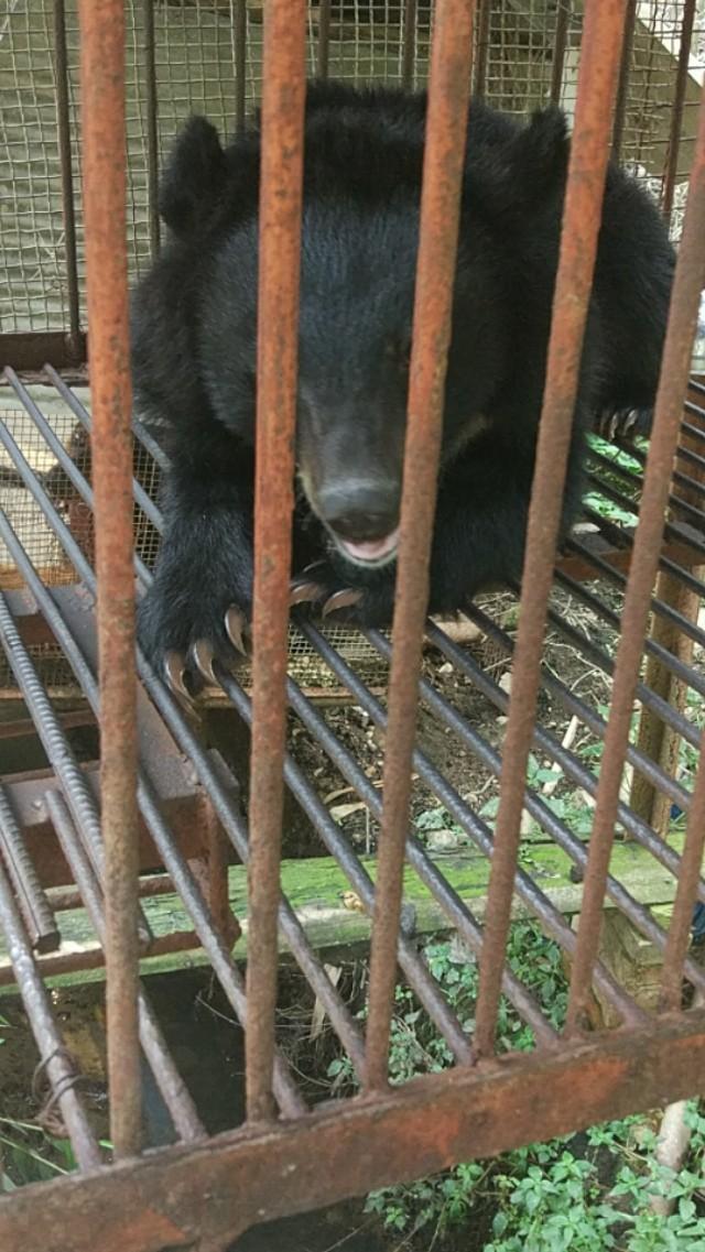 鬼箭锦鸡儿收购市场:真实的云南缅甸边境是什么样的？