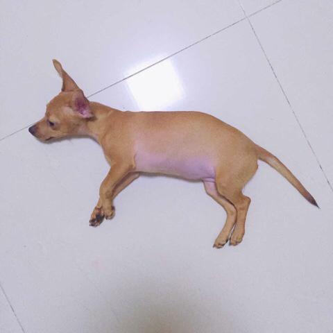 犬瘟热怎么治疗:犬瘟热的治疗方法 狗狗得了犬瘟热有什么治疗的特效药和方法？