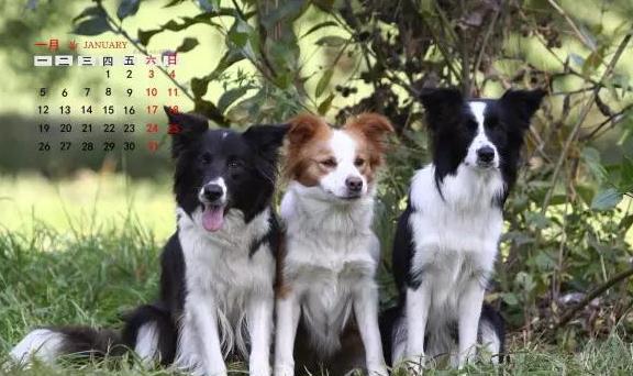 人犬交:孩子和狗狗一起养，将来能与人合群吗？
