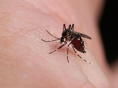 渡渡鸟图片 僵尸 复活，如果把全世界的蚊子都死光了会发生什么？