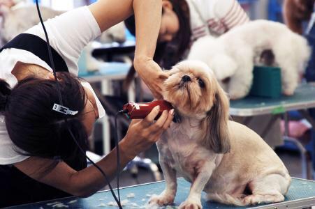 派多格泰迪美容视频:为什么宠物美容师给狗狗做美容，狗狗那么老实？
