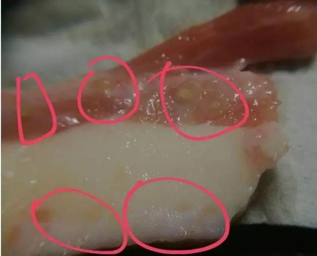 绦虫卵:绦虫卵图片 三个月的鸡还用驱虫球吗？