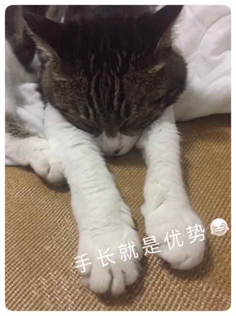 外国寻猫启示:如果你养过的猫咪丢了，你会去贴寻猫启事吗？ 寻猫启示样板