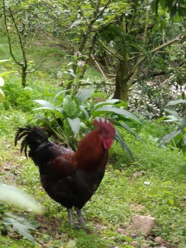 头条问答 上联 树悲风 铃涕雨 西窗莫剪烛 裁丝短恨复长恨 下联如何对 116个回答