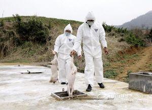 温氏死猪肉:万头病死猪被偷埋浙江大银山，已挖出800吨，你怎么看？