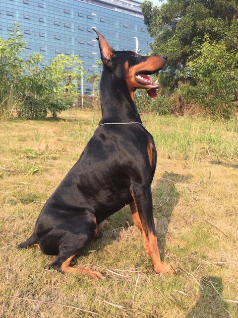 杜宾犬图片:为什么越来越多的人喜欢杜宾犬？