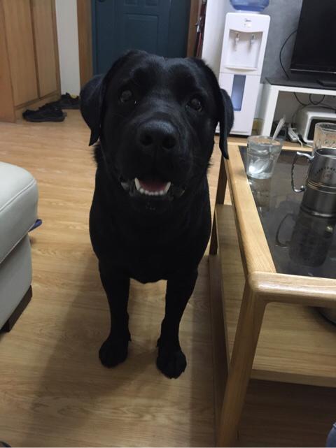 有什么聪明、忠诚的中大型宠物犬推荐？