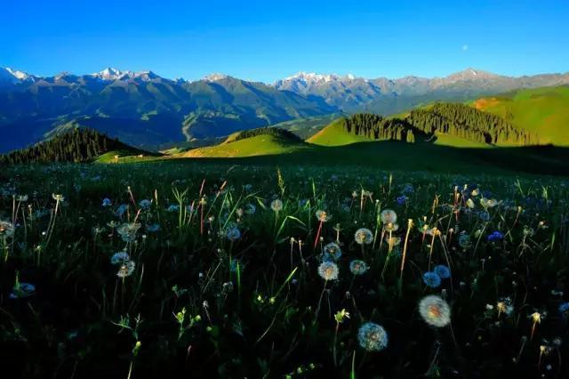 如何畅游天山天池，赏美景，品美食？
