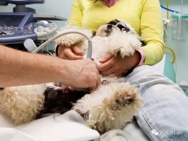 犬饲先生养狗记优酷:养狗之后，你觉得什么人最讨厌？ 电影犬饲先生养狗记免费在线观看