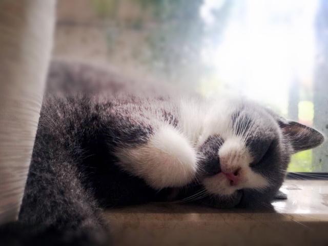 体内猫宠物医疗用品:猫咪排毛膏主治什么?猫咪去毛膏有必要吃吗？ 宠物医院治疗猫滴虫