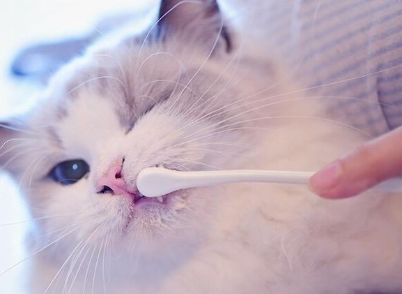体内猫宠物医疗用品:猫咪排毛膏主治什么?猫咪去毛膏有必要吃吗？ 宠物医院治疗猫滴虫