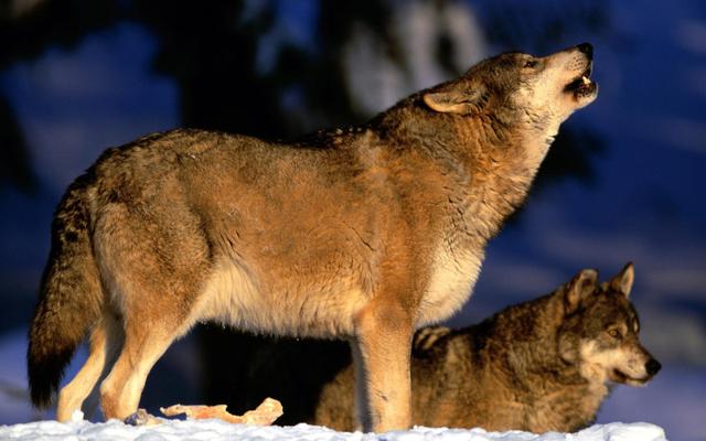 鬣狗vs比特犬:斑鬣狗和狼哪个比较厉害？
