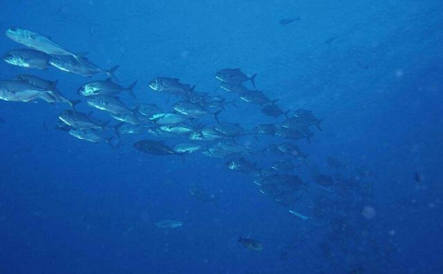 蒙眼海水鱼泡淡水:把海水鱼扔到淡水里，结果会怎样呢？ 海水鱼蒙眼过淡水时间